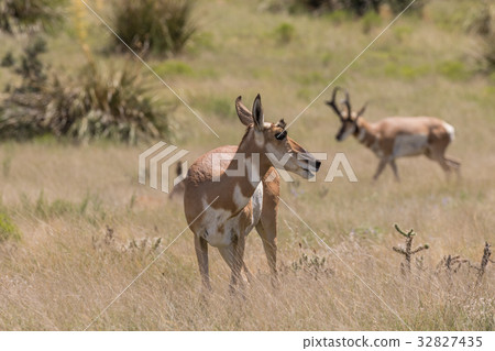 Pronghorn Doe Pronghorn Doe 32827435