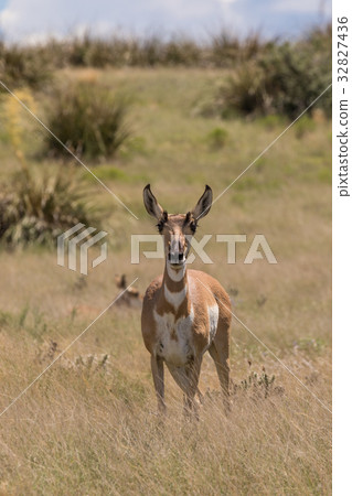 Pronghorn Doe Pronghorn Doe 32827436