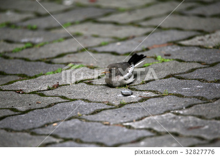 Seguro Sekirei幼鳥 32827776