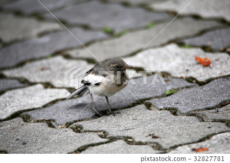 Seguro Sekirei幼鳥 32827781