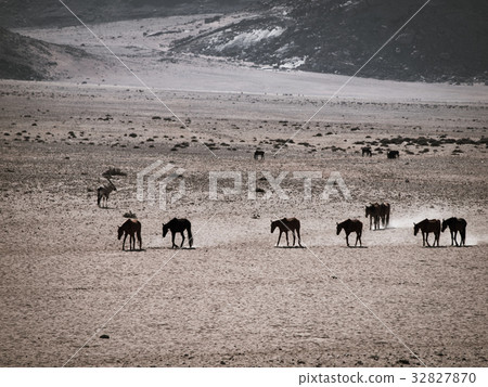 Wild Horses of the Namib desert 32827870