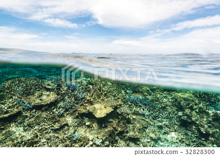 珊瑚礁 32828300