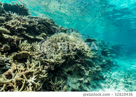 Yae沙丘的珊瑚 32828436