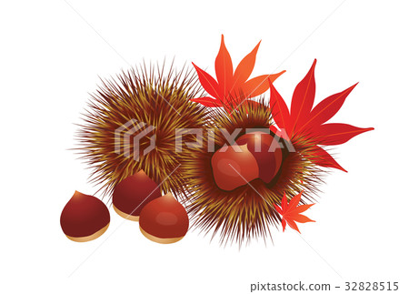 Chestnut Chestnut 32828515