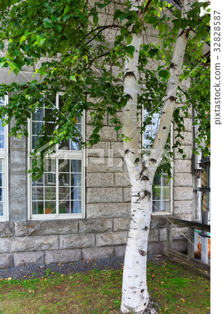 Light Stone Biei Station Building and Birch Tree 32828587