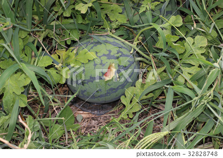 烏鴉捕獲的西瓜 烏鴉捕獲的西瓜 32828748