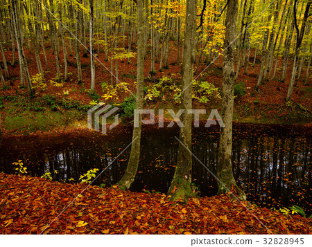 Beautiful forest fall colors Beautiful forest fall colors 32828945