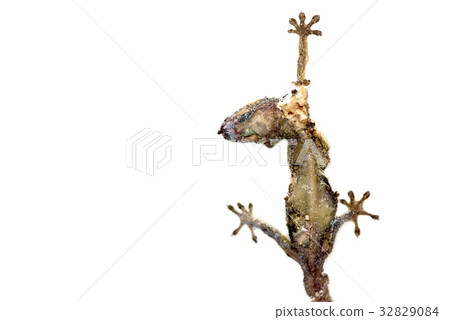 Dead lizard, (Hemidactylus) hanging on a wall Dead lizard, (Hemidactylus) hanging on a wall 32829084