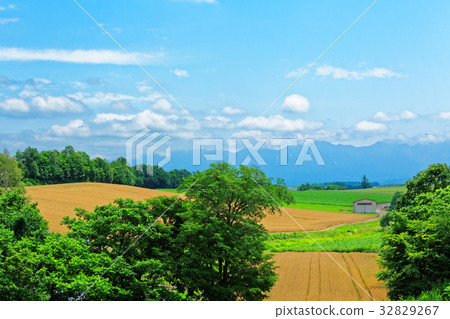 沿著Biei拼湊而成的道路的農村風景 沿著Biei拼湊而成的道路的農村風景 32829267