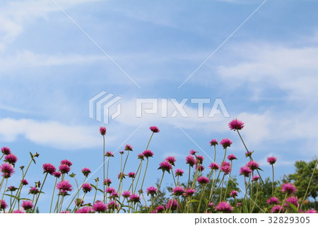 花 32829305