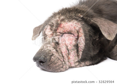 Closeup face of dog sick leprosy skin problem Closeup face of dog sick leprosy skin problem 32829564