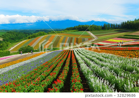 Biei Colorful Shikisai Hill Biei Colorful Shikisai Hill 32829686