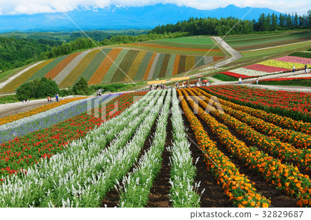 美瑛多彩的Shikisai山 32829687