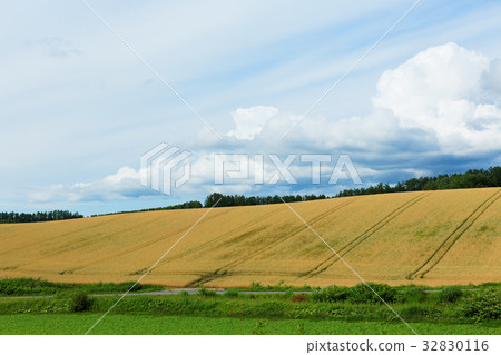 Biei A wheat field in the panoramic road area Biei A wheat field in the panoramic road area 32830116