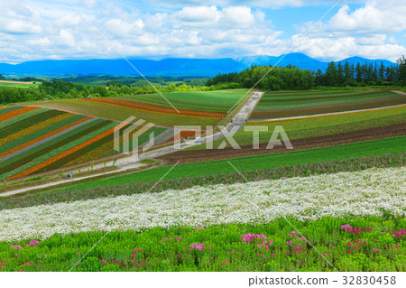 美姬Shiki Ayanooka 美姬Shiki Ayanooka 32830458