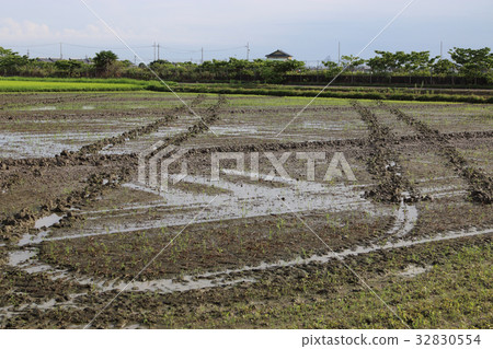 Preparation of soybean cultivation 32830554