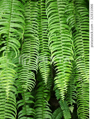 green fine tiny tropical jungle fern leave growth green fine tiny tropical jungle fern leave growth 32831066