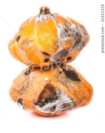 two spoiled pattypan with mold isolated on white 32831328