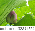 蓮花芽 32831724