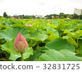 蓮花芽 32831725