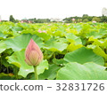 蓮花芽 32831726