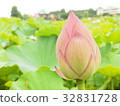 蓮花芽 32831728