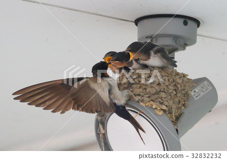 Swallow parenting Swallow parenting 32832232