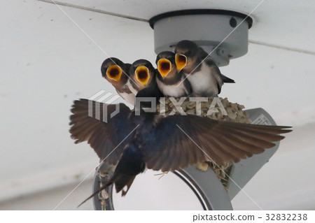 Swallow parenting 32832238