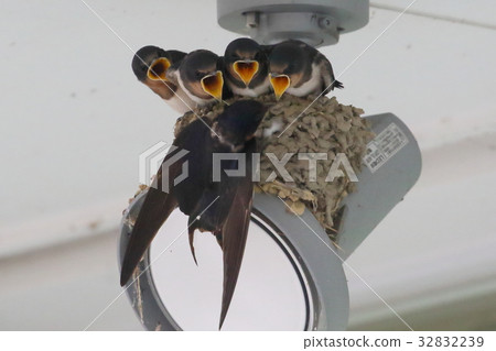 Swallow parenting 32832239