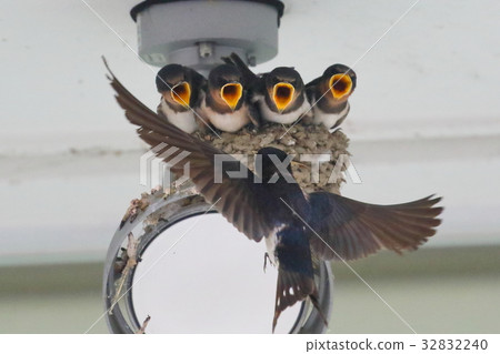 Swallow parenting 32832240