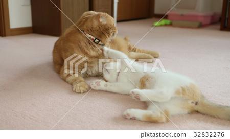 Kitten that clings to a large cat 32832276