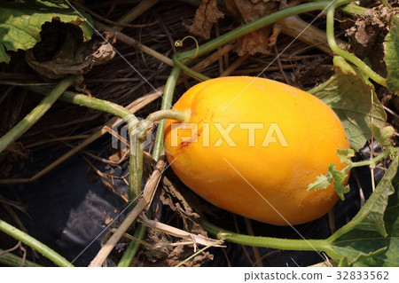 Kintaro Uri eaten 32833562