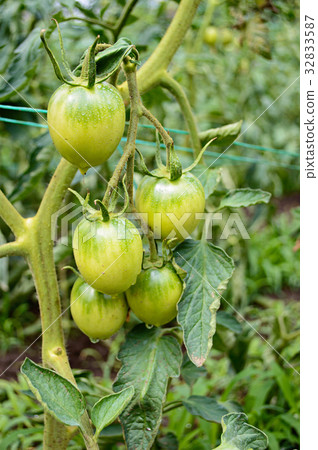 Unripe green tomato 32833587