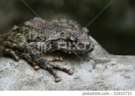 A frog A frog 32833713