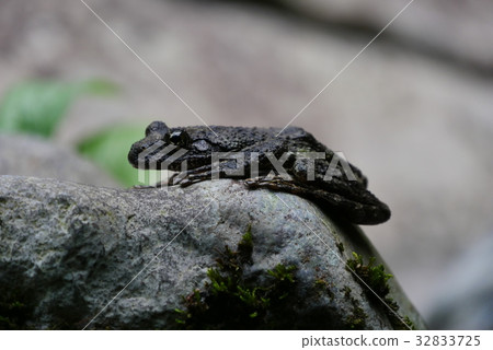 一隻青蛙 32833725
