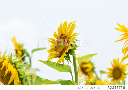 Sunflower flower Nagashima Town Izumi City Kagoshima Prefecture Sunflower flower Nagashima Town Izumi City Kagoshima Prefecture 32833736