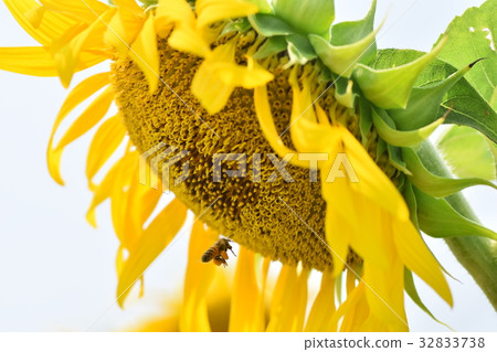 Sunflower flower Nagashima Town Izumi City Kagoshima Prefecture Sunflower flower Nagashima Town Izumi City Kagoshima Prefecture 32833738