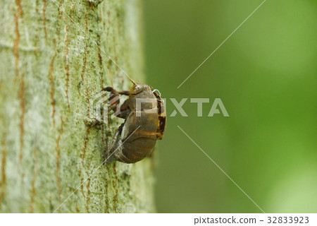 Cicada shell 32833923