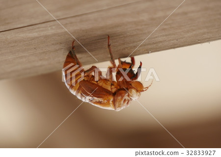 Cicada shell 32833927