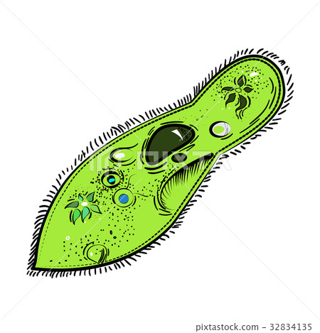 Colorful sketch of Infusoria - Stock Illustration [32834135] - PIXTA