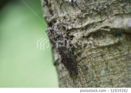 Cicadas Cicadas 32834162