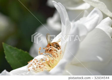 Japanese honey bee and white rose flower (whitening image + power of bee) rose rose Bee Honey bee skin beautiful whitening 32834544