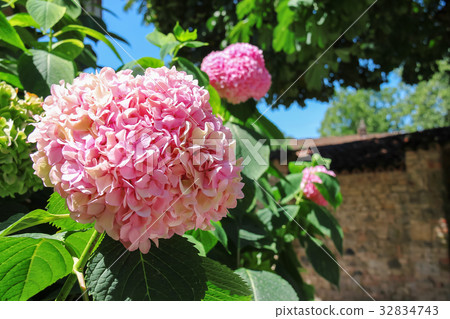 Flowering pink hydrangea 32834743