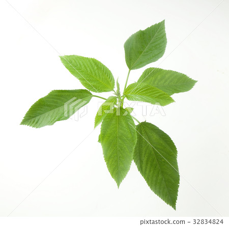 Moroheija Moroheija 32834824