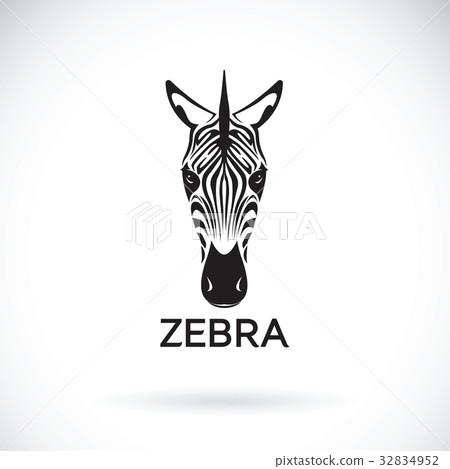 Vector of an zebra face on white background. Vector of an zebra face on white background. 32834952