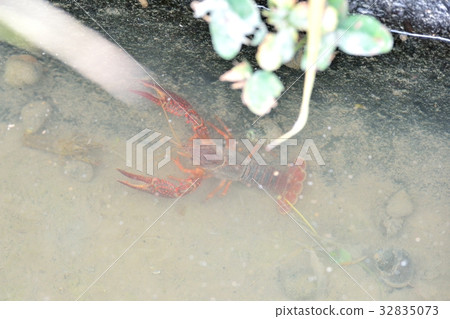 "Crawfish" in the irrigation canal next to the rice fields *Detailed varieties names are unknown. 32835073