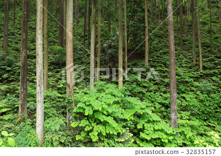 明亮的森林地區Moroyamacho 明亮的森林地區Moroyamacho 32835157