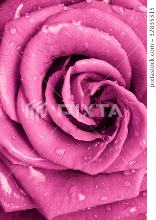 圖庫照片: pink rose