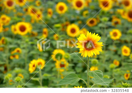 sunflower 32835548