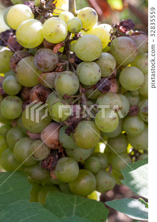 bunch of overripe rotting white grape closeup bunch of overripe rotting white grape closeup 32835559